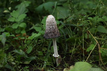 mushrooms, toadstool, not edible, poisonous,