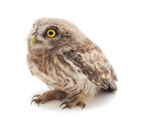 Naklejka premium One small owl.