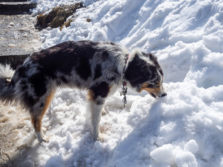 Fototapeta na wymiar Hund frisst Schnee
