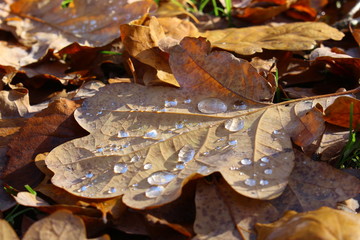 Herbst