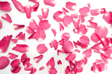 Rose petals isolated on white background