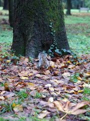 Scoiattolo nel parco di Monza in autunno