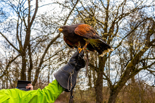 Bird of prey at Kasselburg Castle in Pelm, Rhineland-Palatinate, Germany
