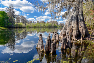 Not far from the bustle of downtown Tampa, this pastoral section of the Hillsborough River is home...