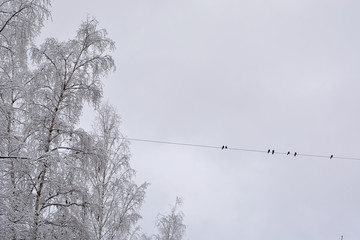 Crowns of birches covered with snow and birds sitting on a wire against the sky.