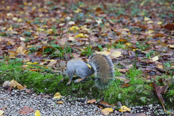 Scoiattolo nel parco di Monza in autunno