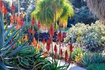 Fototapeten This California desert garden is loaded with colors and textures and is a great drought tolerant landscape solution. © Joanne Dale