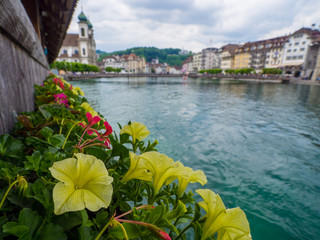 Blick auf die Jesuitenkirche in Luzern mit Blumen im  Vordergrund