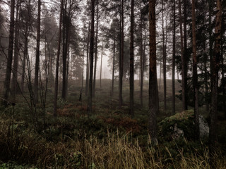 Obraz premium forest