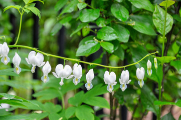 Dicentra alba, commonly known as white Dutchmen's Breeches, is a beautiful spring blooming woodland perennial flower.