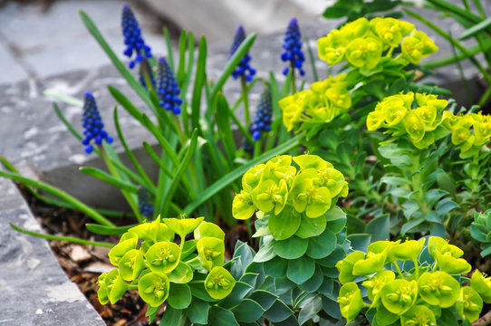 A beautiful early garden combination of tiny blue grape hyacinths and the acid green blooms and architectural foliage of donkey’s tail spurge  provide lasting colour and texture to the spring show.