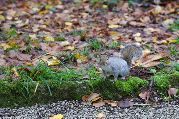 Scoiattolo nel parco di Monza in autunno