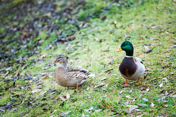 wild duck bird grass background 