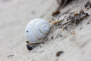 Big empty white shell of a snail is on the sand