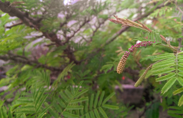 pine tree branch with cones