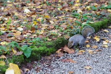 Scoiattolo nel parco di Monza in autunno