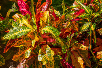 Colorful leaves of tropical plants.Horizontally.