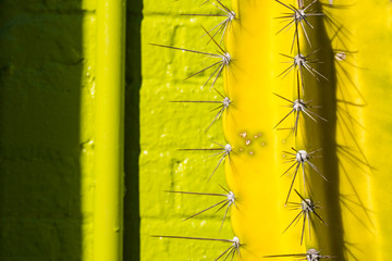 Acid green brick wall and green cactus macro create an interesting abstract compostiion. © Joanne Dale