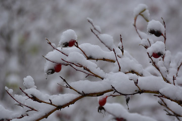 Rosehip branches with red berries covered in snow. Background