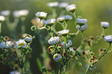 Group of beautiful flowers of daisy or erigeron lighted by sun