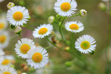 Fototapeta premium Group of beautiful flowers of daisy or erigeron on sunny summer day