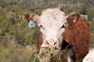 Terneros de raza Hereford pastando en campos de la Patagonia, Argentina. 