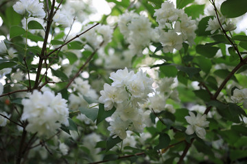 blooming bush of white jasmine, spring, freshness