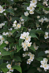 blooming bush of white jasmine, spring, freshness
