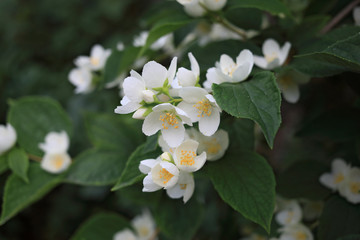 blooming bush of white jasmine, spring, freshness
