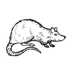 Rat or Mouse Hand Drawn on white background. Vector
