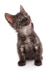 Black kitten with blue eyes sitting on a white background. Looking up.