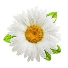 Chamomile or camomile flowers with mint leaves isolated on white background