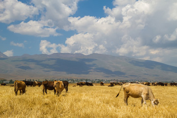 Obraz premium Cows in a field in the highlands