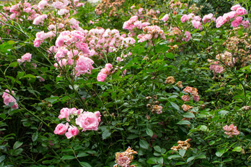 Bush of light pink roses. Natural garden flowers background