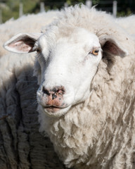 Oveja de la Pampa Argentina. Sudamerica. 