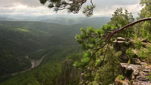 Scenic pine-tree branch over green mountain valley