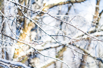 The snow on the thin branches