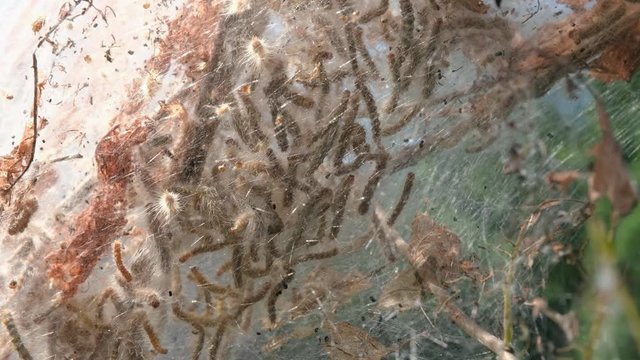 Fall Webworms in their silk nest attached to a branch in historic Yates Mill Pond Park in Raleigh, North Carolina