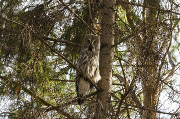 great horned owl on tree