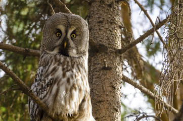 great horned owl