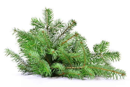 DIE 17,970 BESTEN BILDER, STOCKFOTOS UND ZU „Tannenast