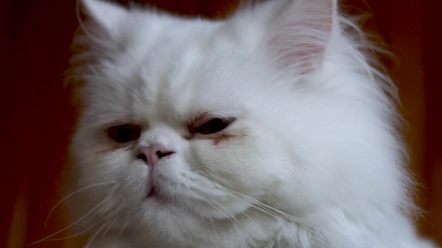 Cat with odd eyes, Persian and Turkish Van cats cross breed.