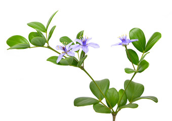 Guaiacum officinale  isolated on white background