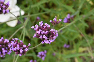 purple flowers in the garden