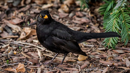 blackbird looking at the camera, standing on the ground in a park