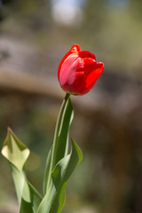 Beautiful spring Tulip.
