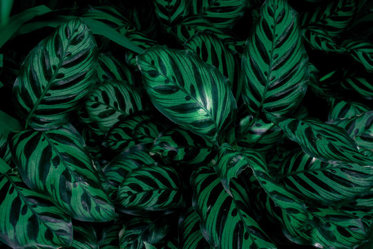 Creative tropical green leaves layout. Concept : Green leaves pattern background / Nature spring. © AimPix