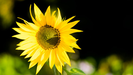 Obraz premium tournesol