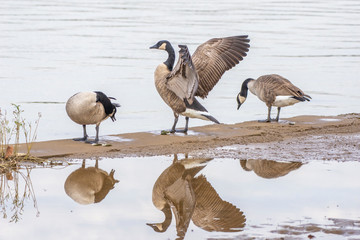 Canada geese at the Tidal Basin in Washington DC.