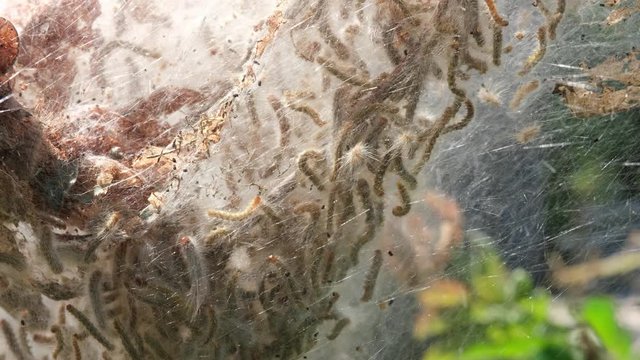Fall Webworms in their silk nest attached to a branch in historic Yates Mill Pond Park in Raleigh, North Carolina